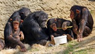 Chimpanzee tool-use is fuelled mainly by individual learning, according to the study. Image credit: Marcel Langthim.