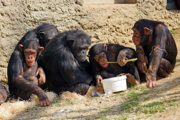 Chimpanzee tool-use is fuelled mainly by individual learning, according to the study. Image credit: Marcel Langthim.