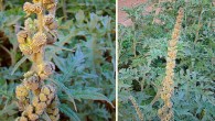 Ambrosia arborescens is a species of plant native to the Andes from Colombia south to Bolivia. Image credit: Dick Culbert / CC BY 2.0.