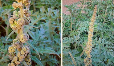 Ambrosia arborescens is a species of plant native to the Andes from Colombia south to Bolivia. Image credit: Dick Culbert / CC BY 2.0.