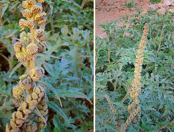 Ambrosia arborescens is a species of plant native to the Andes from Colombia south to Bolivia. Image credit: Dick Culbert / CC BY 2.0.
