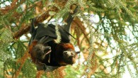 Small flying foxes (Pteropus hypomelanus). Image credit: Zoo Leipzig.