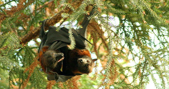 Small flying foxes (Pteropus hypomelanus). Image credit: Zoo Leipzig.