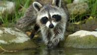 Raccoon (Procyon lotor). Image credit: StockSnap.
