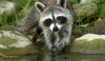 Raccoon (Procyon lotor). Image credit: StockSnap.