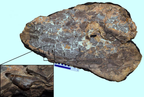 An image of the Ieldraan melkshamensis fossil, including close-up of one of its distinctive teeth on the lower jaw. Image credit: Davide Foffa.