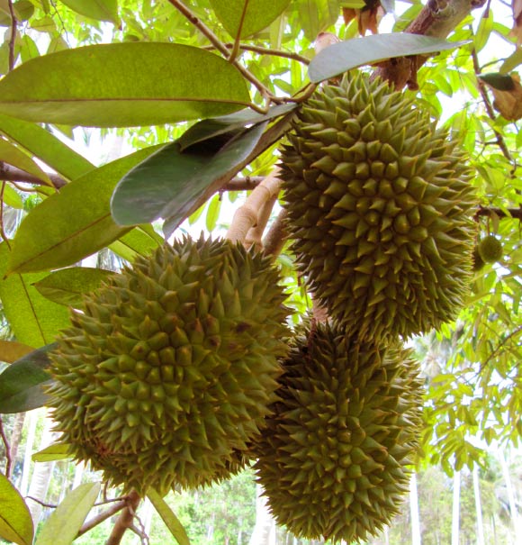 Durian (Durio zibethinus). Image credit: Amon Heijne / CC BY-SA 3.0.