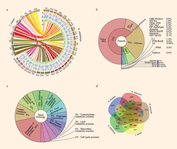 Characterization of the durian (Durio zibethinus) genome: (a) circos plot of the multidimensional topography of the D. zibethinus genome (right), comprising 30 pseudomolecules that cover ~95% of the assembly; concentric circles, from outermost to innermost, show (1) gene density, (2) repeat element density, (3) GC content, and (4) syntenic regions with Theobroma cacao (left), the closest sequenced relative in the Malvaceae family that did not undergo a recent whole-genome duplication event; (b) distribution of repeat classes in the durian genome; (c) distribution of predicted genes among different high-level Gene Ontology (GO) biological process terms; (d) sharing of gene families by durian and three other Malvales plants, with Arabidopsis thaliana as an outgroup; the number in parentheses indicates durian-specific gene families among all 11 plants considered. Image credit: Teh et al, doi: 10.1038/ng.3972.