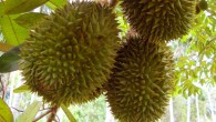 Durian (Durio zibethinus). Image credit: Amon Heijne / CC BY-SA 3.0.