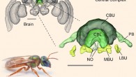 Brain of the sweat bee Megalopta genalis (body length: 1-2 cm). Highlight/inset shows compass regions. Abbreviations: CBL - lower division of the central body, CBU - upper division of the central body, LBU - lateral bulb, MBU - medial bulb, NO – noduli, PB - protocerebral bridge. Scale bars - 200 μm. Image credit: A. Narendra / Stone et al, doi: 10.1016/j.cub.2017.08.052.
