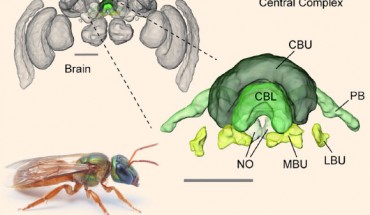 Brain of the sweat bee Megalopta genalis (body length: 1-2 cm). Highlight/inset shows compass regions. Abbreviations: CBL - lower division of the central body, CBU - upper division of the central body, LBU - lateral bulb, MBU - medial bulb, NO – noduli, PB - protocerebral bridge. Scale bars - 200 μm. Image credit: A. Narendra / Stone et al, doi: 10.1016/j.cub.2017.08.052.
