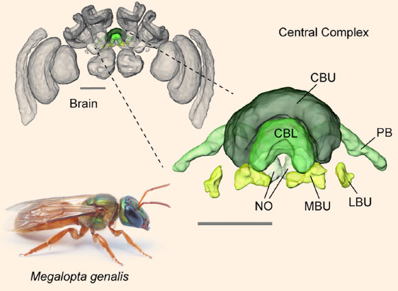 Brain of the sweat bee Megalopta genalis (body length: 1-2 cm). Highlight/inset shows compass regions. Abbreviations: CBL - lower division of the central body, CBU - upper division of the central body, LBU - lateral bulb, MBU - medial bulb, NO – noduli, PB - protocerebral bridge. Scale bars - 200 μm. Image credit: A. Narendra / Stone et al, doi: 10.1016/j.cub.2017.08.052.