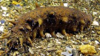 The Japanese sea cucumber (Apostichopus japonicus). Image credit: Qiang Xu.