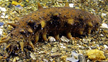 The Japanese sea cucumber (Apostichopus japonicus). Image credit: Qiang Xu.