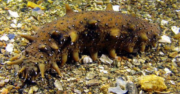 The Japanese sea cucumber (Apostichopus japonicus). Image credit: Qiang Xu.