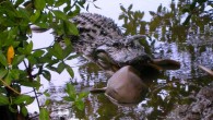 An American alligator (Alligator mississippiensis) caught a nurse shark in the Ding Darling National Wildlife Refuge in Sanibel, Florida. Image credit: U.S. Fish and Wildlife Service.