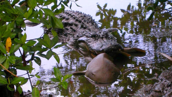 An American alligator (Alligator mississippiensis) caught a nurse shark in the Ding Darling National Wildlife Refuge in Sanibel, Florida. Image credit: U.S. Fish and Wildlife Service.