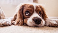 Kaminski et al provide evidence that dogs are sensitive to the human’s attentional state when producing facial expressions, suggesting that facial expressions are not just inflexible and involuntary displays of emotional states, but rather potentially active attempts to communicate with others. Image credit: Fran F.