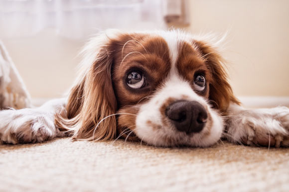 Kaminski et al provide evidence that dogs are sensitive to the human’s attentional state when producing facial expressions, suggesting that facial expressions are not just inflexible and involuntary displays of emotional states, but rather potentially active attempts to communicate with others. Image credit: Fran F.