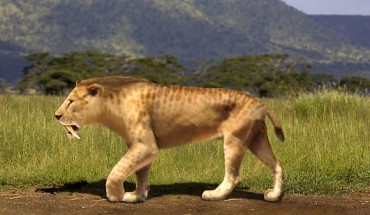 Smilodon populator. Image credit: Rom-diz / CC BY-SA 3.0.
