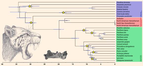 Time-calibrated mitochondrial phylogeny of the Felidae, including the saber-toothed cat Smilodon and scimitar-toothed Homotherium. Image credit: Paijmans et al, doi: 10.1016/j.cub.2017.09.033.