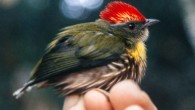 Machaeropterus eckelberryi. Image credit: Andy Kratter, Florida Museum of Natural History.