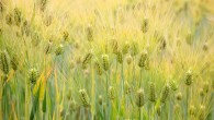 Barley (Hordeum vulgare). Image credit: Cliff.
