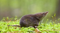 The Eurasian shrew (Sorex araneus). Image credit: Karol Zub.