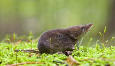 The Eurasian shrew (Sorex araneus). Image credit: Karol Zub.