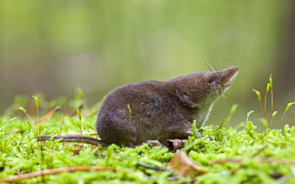 The Eurasian shrew (Sorex araneus). Image credit: Karol Zub.