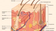 Structure of the skin. Image credit: OpenStax College / CC BY 3.0.
