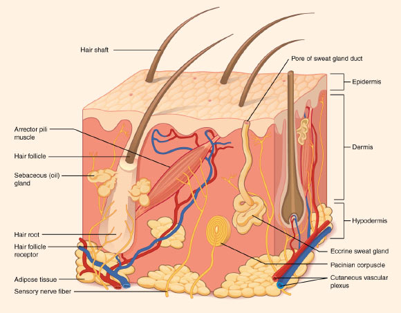 Structure of the skin. Image credit: OpenStax College / CC BY 3.0.