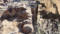 Xinicaulis lignescens. The largest silicified trunk in the field, with a maximum diameter of 70 cm: oblique transverse (left) and lateral (right) views. The trunk is about 1 m long in preserved length. Image credit: Xu et al, doi: 10.1073/pnas.1708241114.