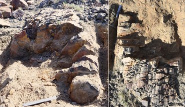 Xinicaulis lignescens. The largest silicified trunk in the field, with a maximum diameter of 70 cm: oblique transverse (left) and lateral (right) views. The trunk is about 1 m long in preserved length. Image credit: Xu et al, doi: 10.1073/pnas.1708241114.