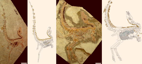Sinosauropteryx prima fossils and interpretive drawings. The plumage distribution is mapped out across each specimen, with feathers shown in brown, internal soft tissues and pigment from the eyes shaded gray, and vertebrate stomach contents in light blue. Scale bars - 50 mm. Image credit: Smithwick et al, doi: 10.1016/j.cub.2017.09.032.