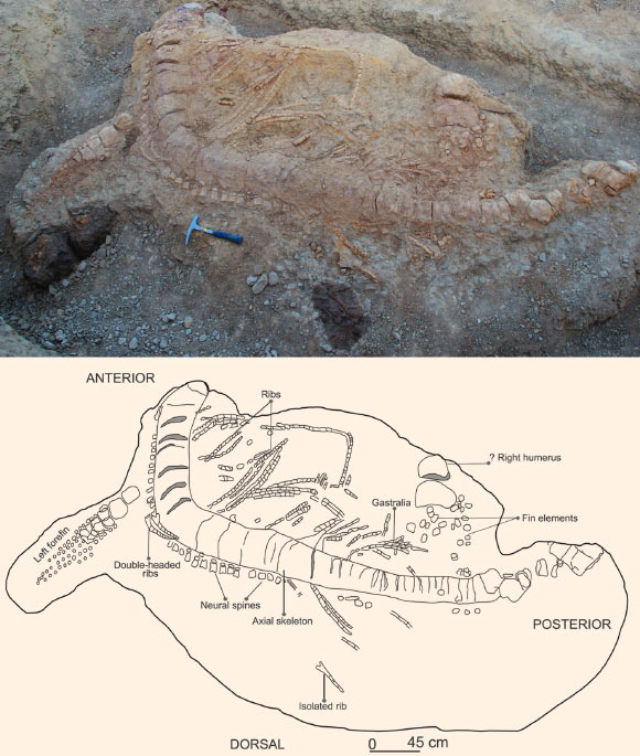 Field photograph (top) accompanied with a sketch (bottom) of the excavated ichthyosaur skeleton in the Katrol Formation near Lodai village, Kachchh, India. Image credit: Prasad et al, doi: 10.1371/journal.pone.0185851.