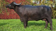 This is Olimpia da Farfengo, the female Mediterranean water buffalo that the researchers sequenced. Image credit: Caterina Cambuli.