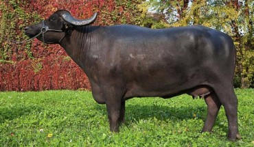 This is Olimpia da Farfengo, the female Mediterranean water buffalo that the researchers sequenced. Image credit: Caterina Cambuli.