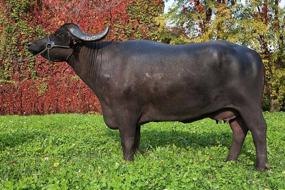 This is Olimpia da Farfengo, the female Mediterranean water buffalo that the researchers sequenced. Image credit: Caterina Cambuli.