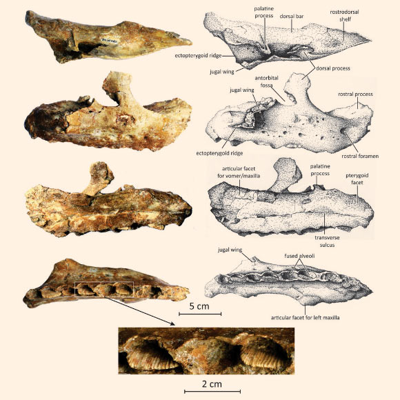 The fossilized jawbone of Matheronodon provincialis. Image credit: Godefroit et al, doi: 10.1038/s41598-017-13160-2.