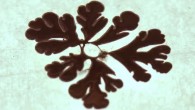 Gallium indium forms fractal patterns with the application of low voltage. Image credit: North Carolina State University.