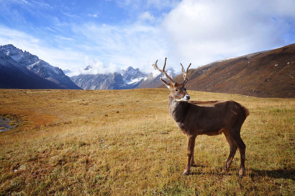 The reindeer (Rangifer tarandus).