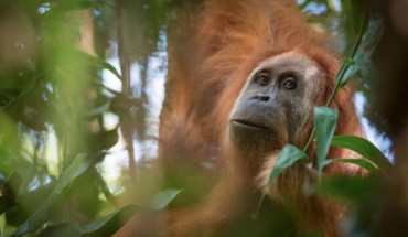 The Tapanuli orangutan (Pongo tapanuliensis). Image credit: Andrew Walmsley.