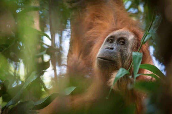 The Tapanuli orangutan (Pongo tapanuliensis). Image credit: Andrew Walmsley.
