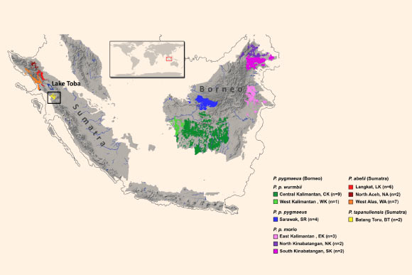 This map shows the distribution of the Tapanuli orangutan and other orangutan species. Image credit: University of Zurich.