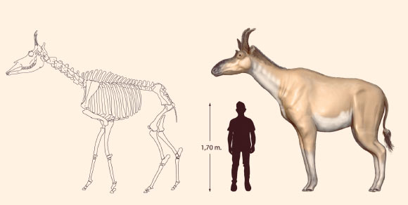 Skeletal and life reconstructions of an adult female Decennatherium rex. Image credit: Oscar Sanisidro.