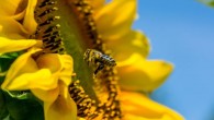 According to Ong et al, honeybees have individual flying direction preferences. Image credit: Walter Bichler.