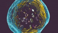 Tusco et al find a link between inflammation and a common cellular process called autophagy. Image credit: University of Warwick.