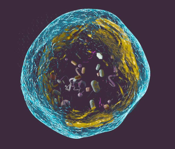 Tusco et al find a link between inflammation and a common cellular process called autophagy. Image credit: University of Warwick.