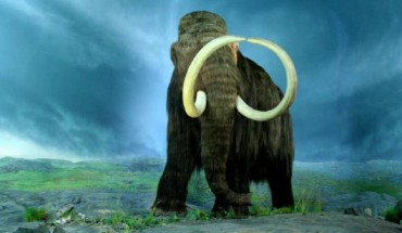 The woolly mammoth (Mammuthus primigenius) at the Royal BC Museum, Victoria, British Columbia. Image credit: Tracy O / CC BY-SA 2.0.